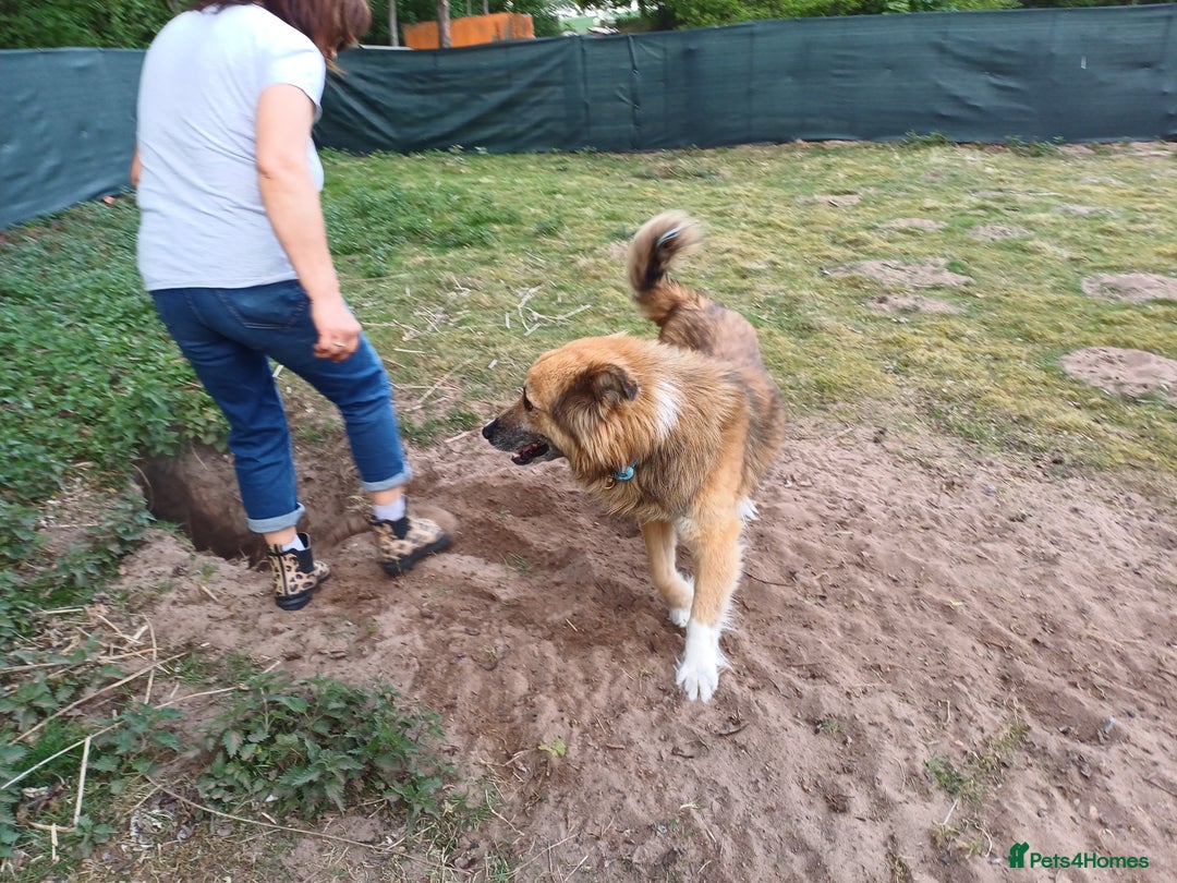 Mixed Breed dogs for adoption: BENNY - a loyal and gentle boy for a Loving Home - Image 18