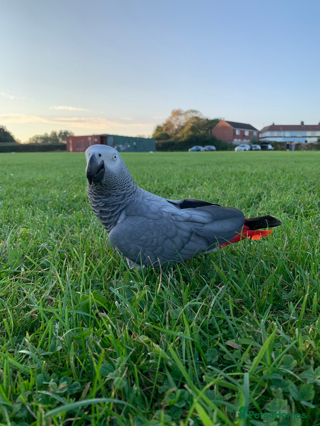 Parrots birds for sale: Our 2 loving African greys  - Advert 23