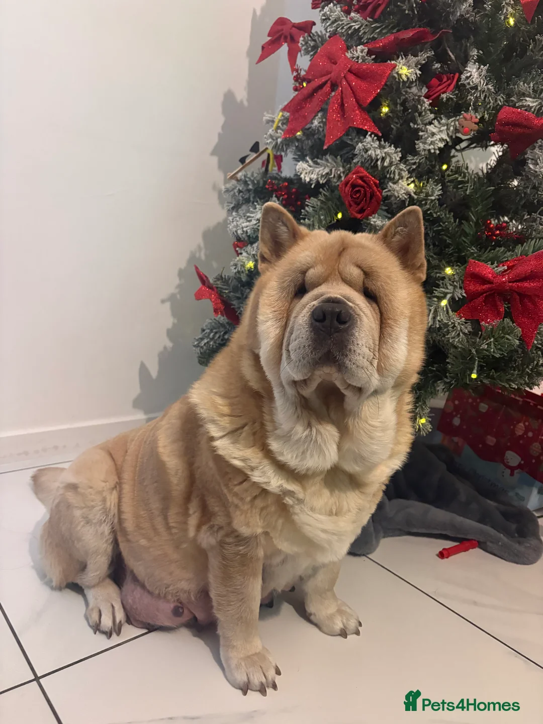 Chow Chow dogs for sale: 2 beautiful chow chows available. - Advert 1