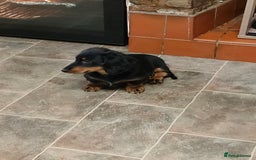 Miniature Dachshund dogs for sale: Handsome quality long haired male available  - Image 4