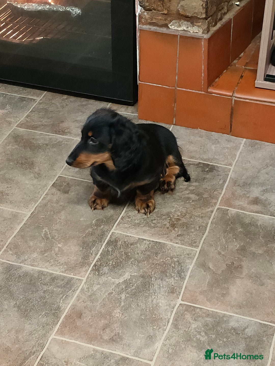 Miniature Dachshund dogs for sale: Handsome quality long haired male available  - Image 4