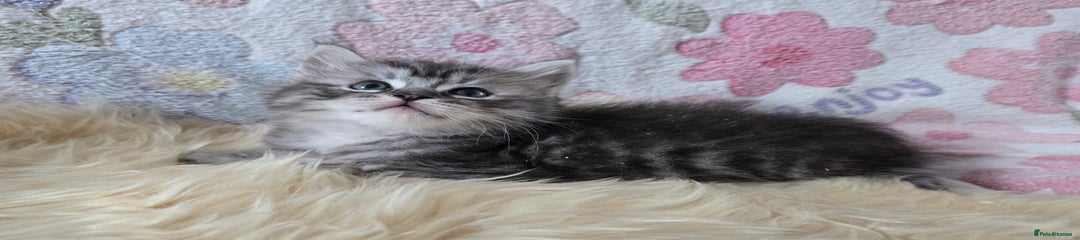 Maine Coon Kitten Billy