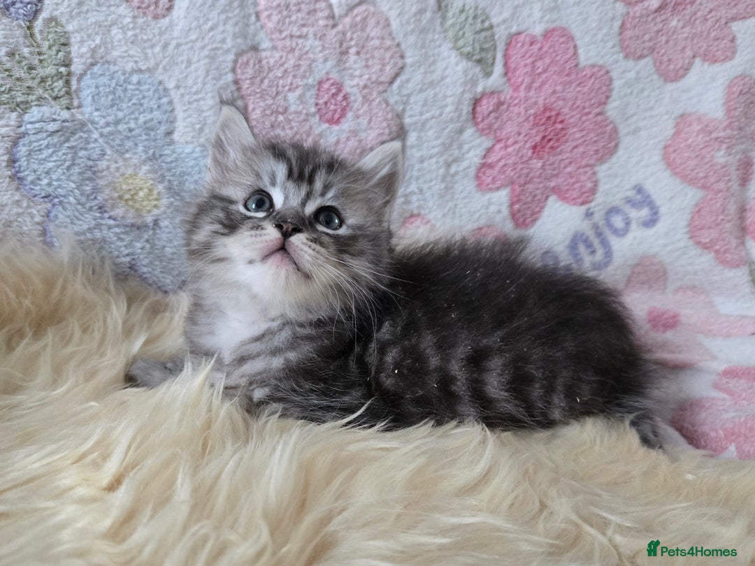 Maine Coon cats for sale: Stunning GCCF Maine Coon babies - Image 18