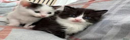 Mixed Breed cats for sale: 4 beautiful kittens for sale in Rhyl - Advert 5