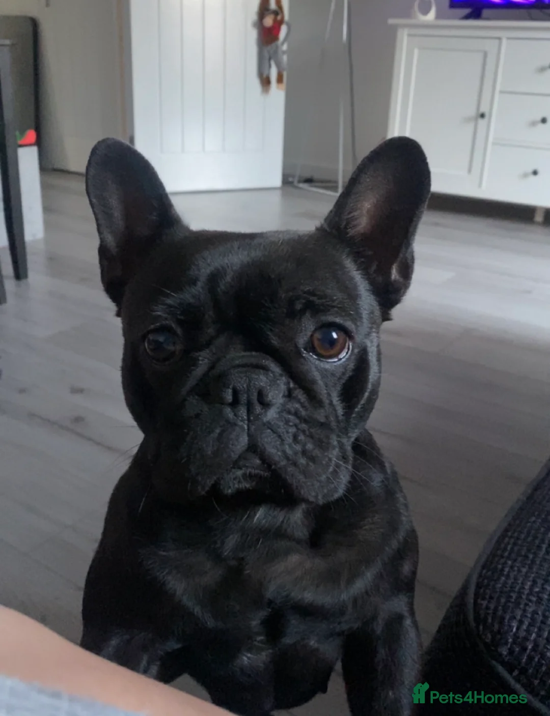 French Bulldog dogs for sale: French bulldog puppies  - Advert 2