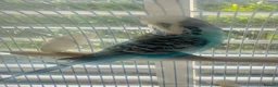 Budgerigars birds for sale: Beautiful Blue Budgie looking for loving new home  - Advert 2