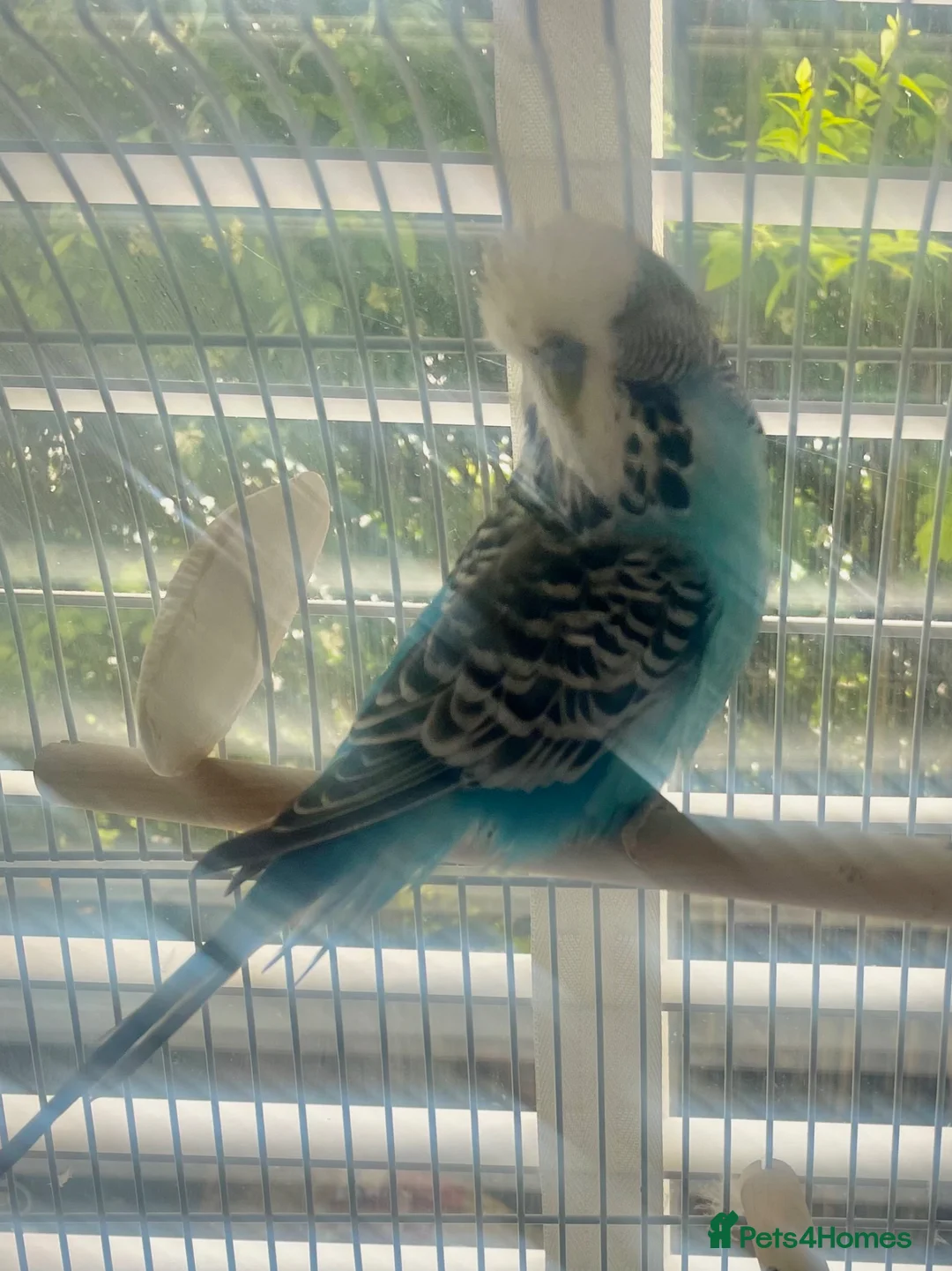 Budgerigars birds for sale: Beautiful Blue Budgie looking for loving new home  - Advert 2