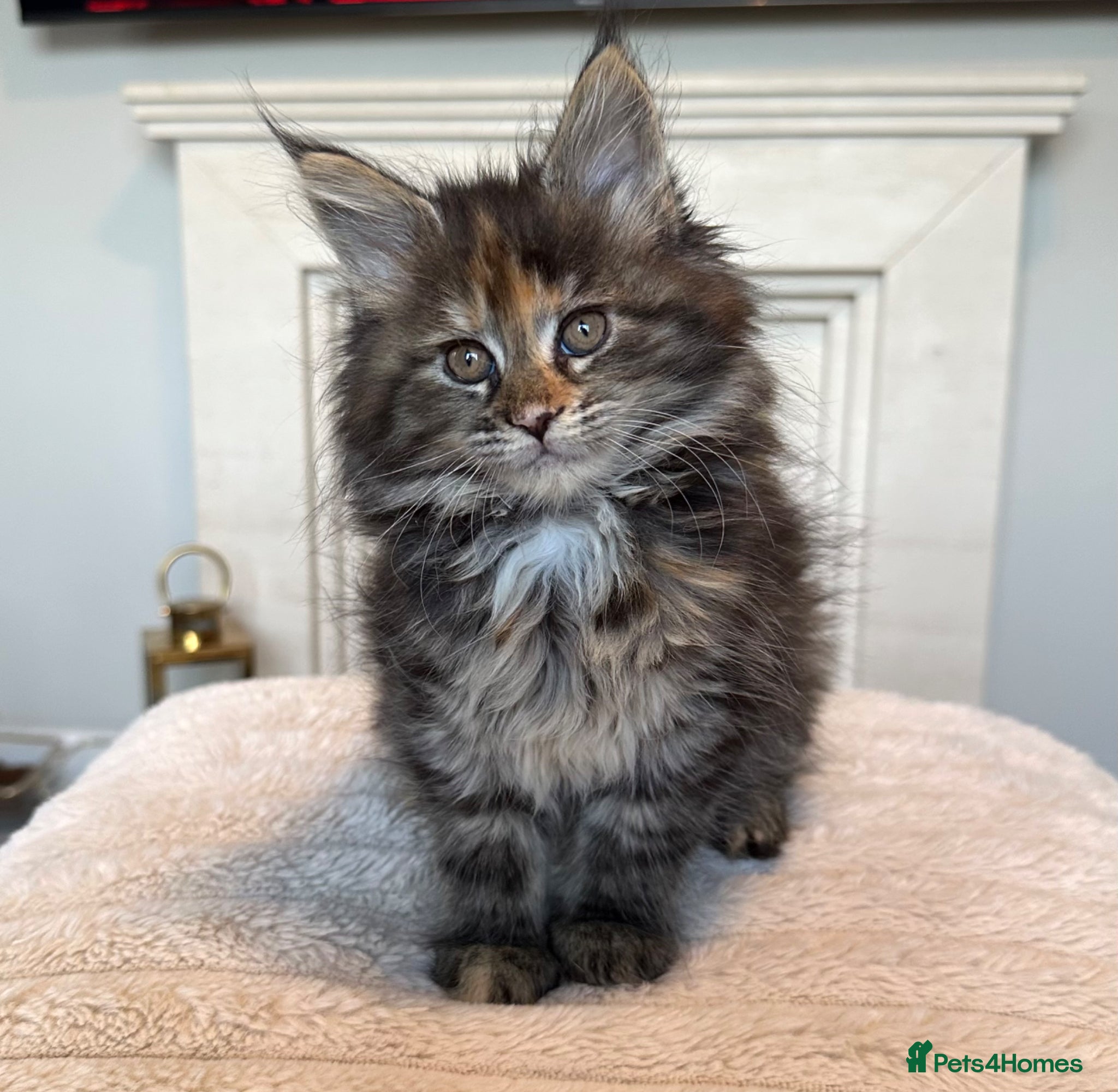 Maine Coon cats Maine coon kittens  - Advert 13