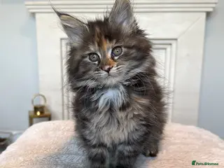 Maine Coon cats Maine coon kittens - Advert 13