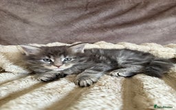 Maine Coon cats for sale: XL Russian Cubs 🇷🇺 ❤️ - Image 10