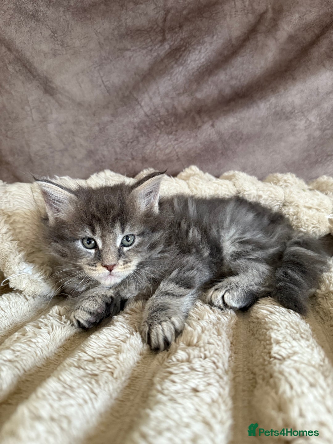 Maine Coon cats for sale: XL Russian Cubs 🇷🇺 ❤️ - Image 10