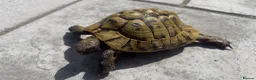 Hermann Tortoise reptiles for sale: Breeding trio of Hermanns tortoises. in Broadstone - Advert 4