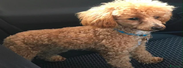 Buddy 