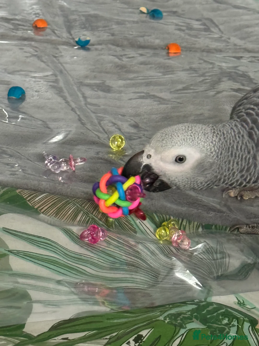 Parrots birds for sale: 7 Month old, male African Grey Parrot - Advert 5