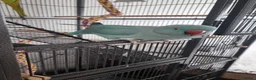Parakeets birds for sale: Pair of IndianRingneck + Cage proven Breeding Pair in Burnley - Advert 2