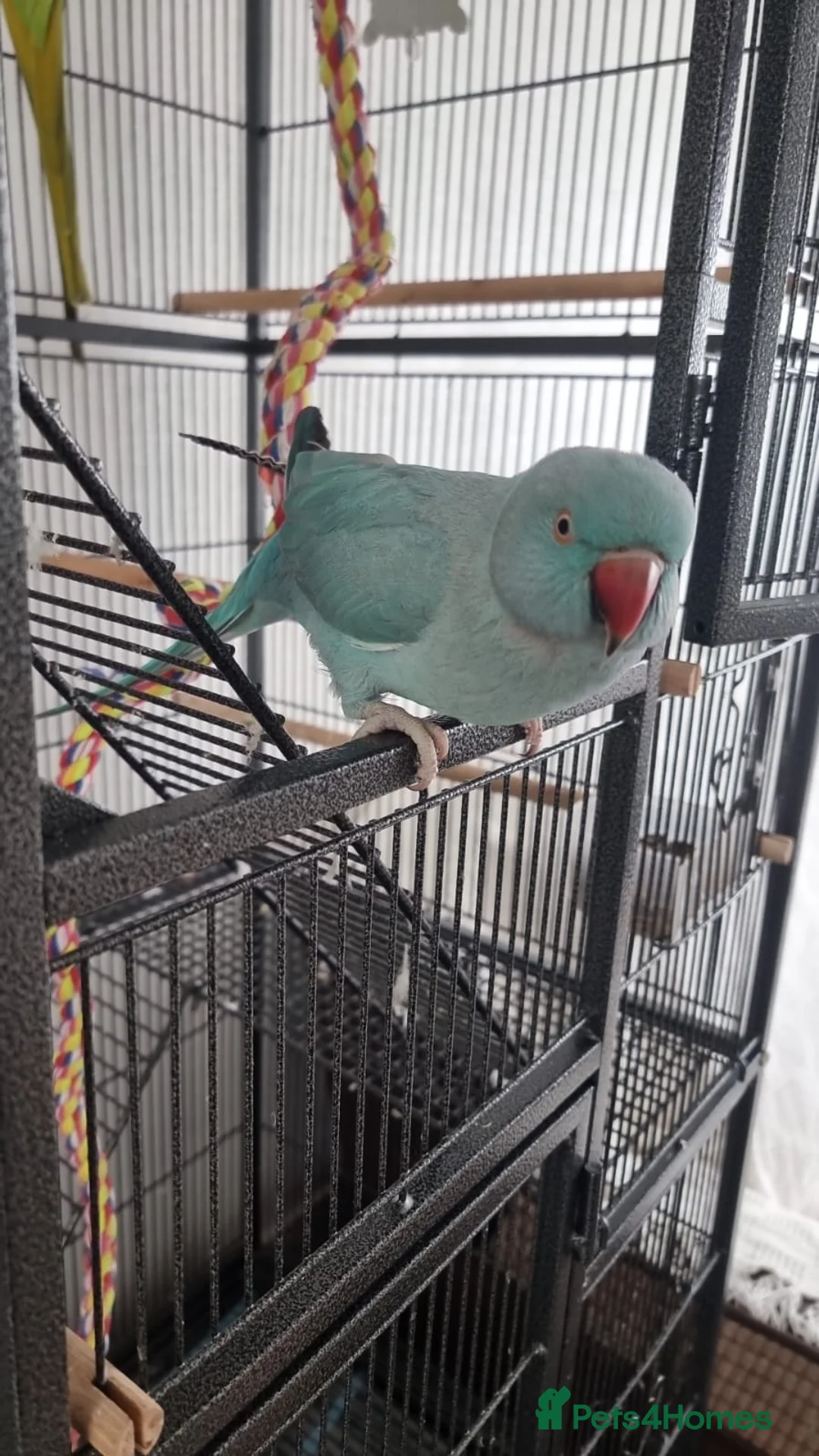 Parakeets birds for sale: Pair of IndianRingneck + Cage proven Breeding Pair in Burnley - Advert 2