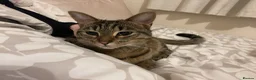 Domestic Shorthair cats for sale: Dora The Tabby Cat - Advert 1