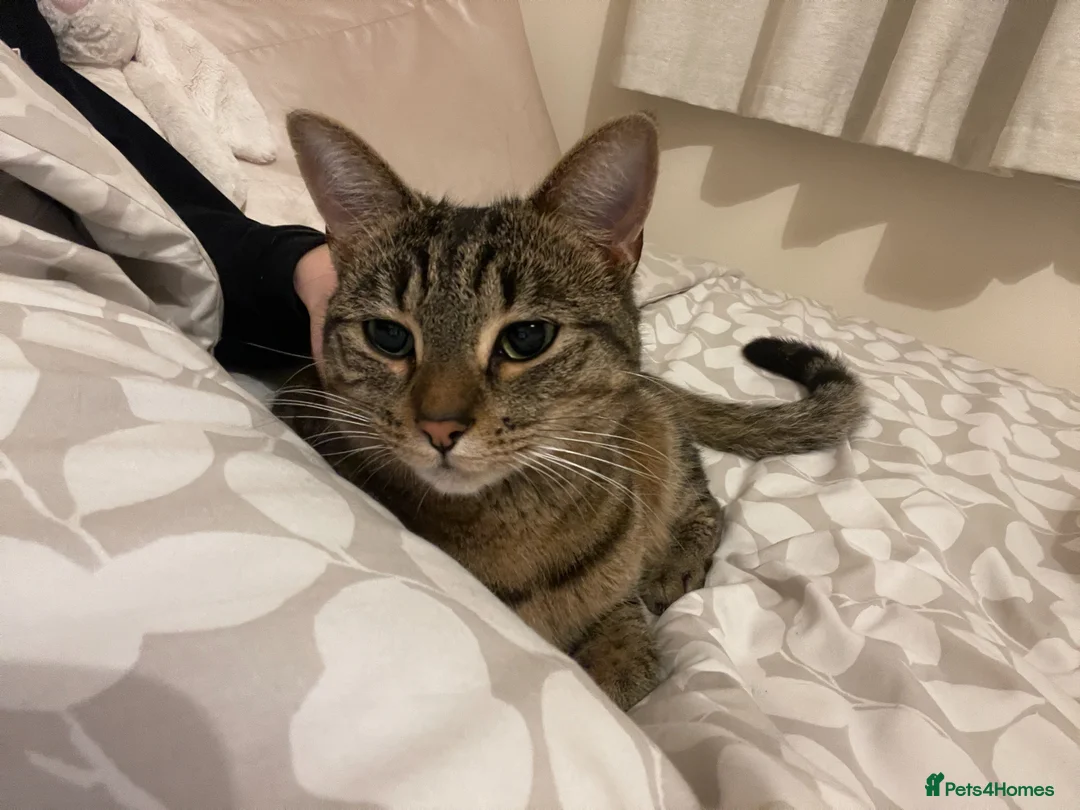 Domestic Shorthair cats for sale: Dora The Tabby Cat - Advert 1