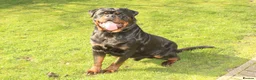 Rottweiler dogs for stud: Superb KC Rottweiler Stud - Advert 4