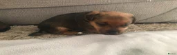 Jack Russell dogs for sale: Beautiful Jack Russel Puppies - Advert 9