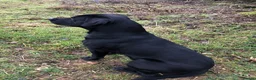 Labrador Retriever dogs for sale: Exceptional litter of Labrador puppies  - Advert 7