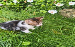 Domestic Shorthair cats for sale: Adorable Kittens Looking for Loving Homes 🐾 - Image 6