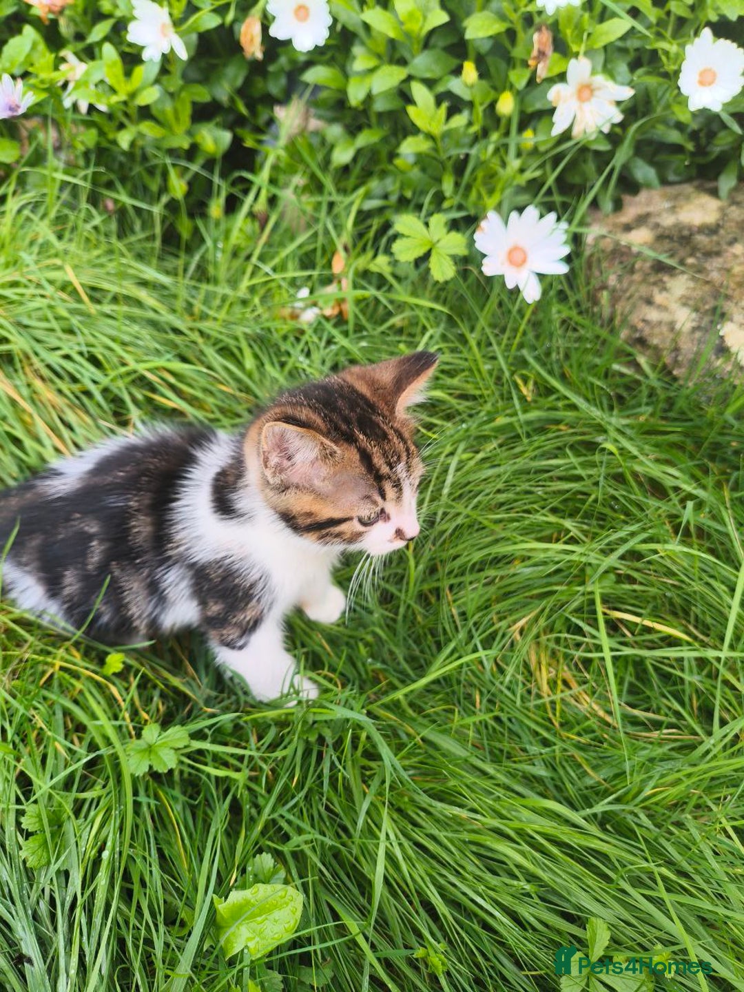 Domestic Shorthair cats for sale: Adorable Kittens Looking for Loving Homes 🐾 - Image 6