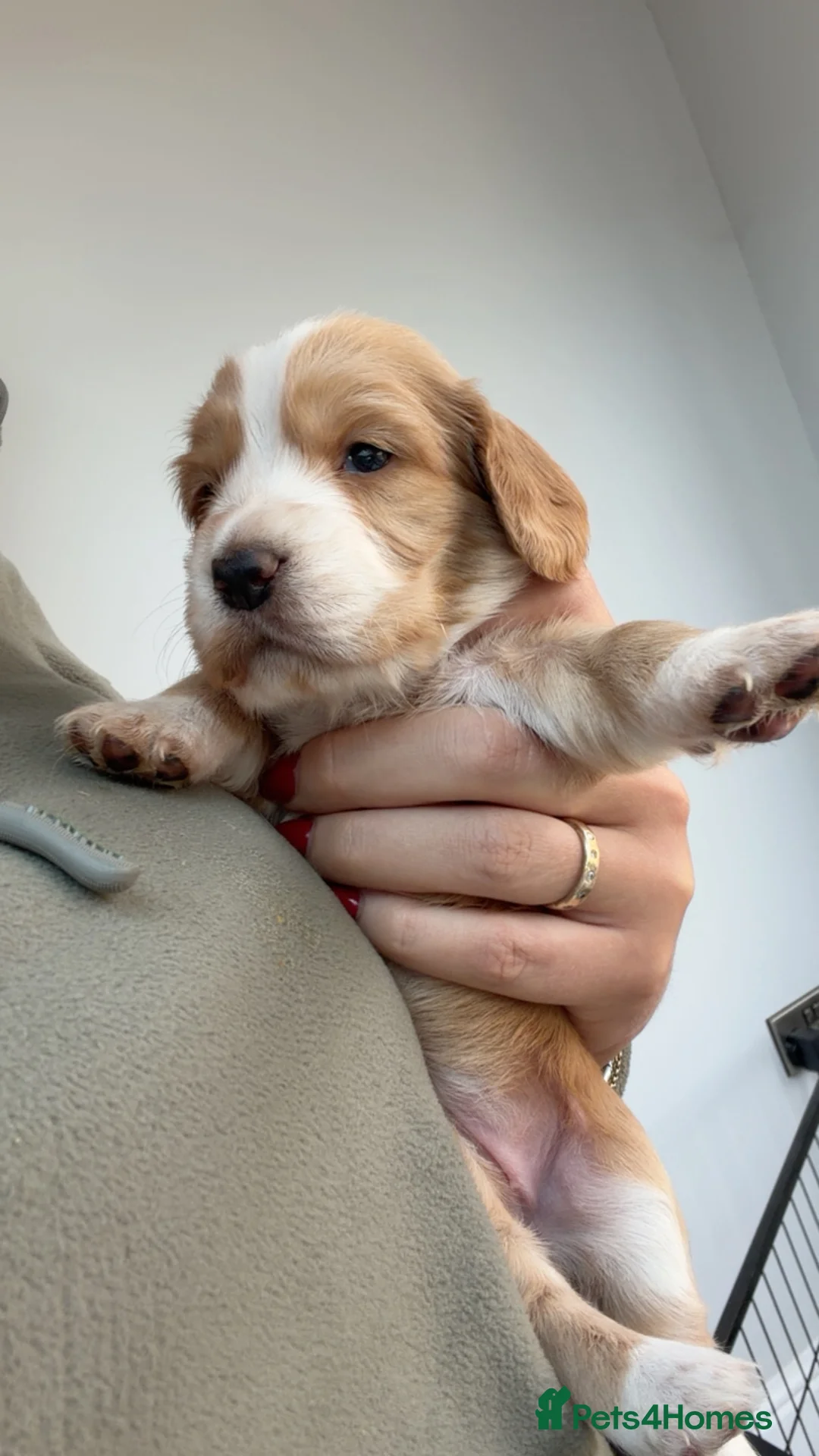 Mixed Breed dogs for sale: Working cocker spaniel puppies in Spalding - Advert 5