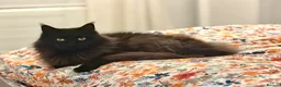 Maine Coon cats for sale: Purebred Maine Coon Kittens.Blue,Black Smoke,Tabby - Advert 12