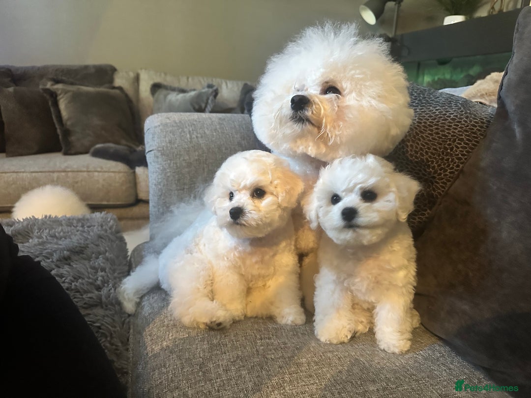 Bichon Frise dogs for sale: KC Bichon Frise puppies in Northampton - Image 2