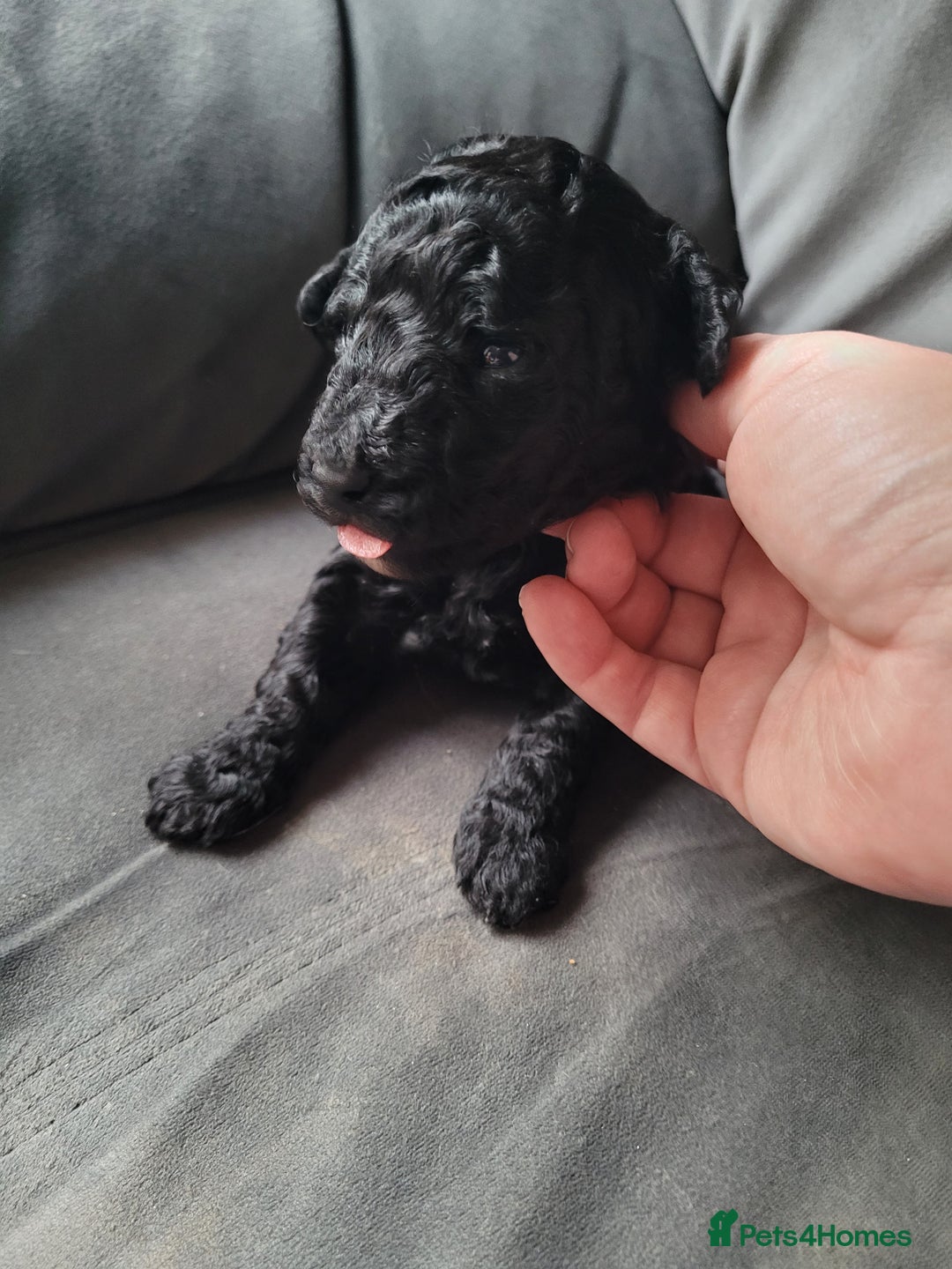 Cockapoo dogs for sale: Cockapoo puppies 💝  - Advert 8