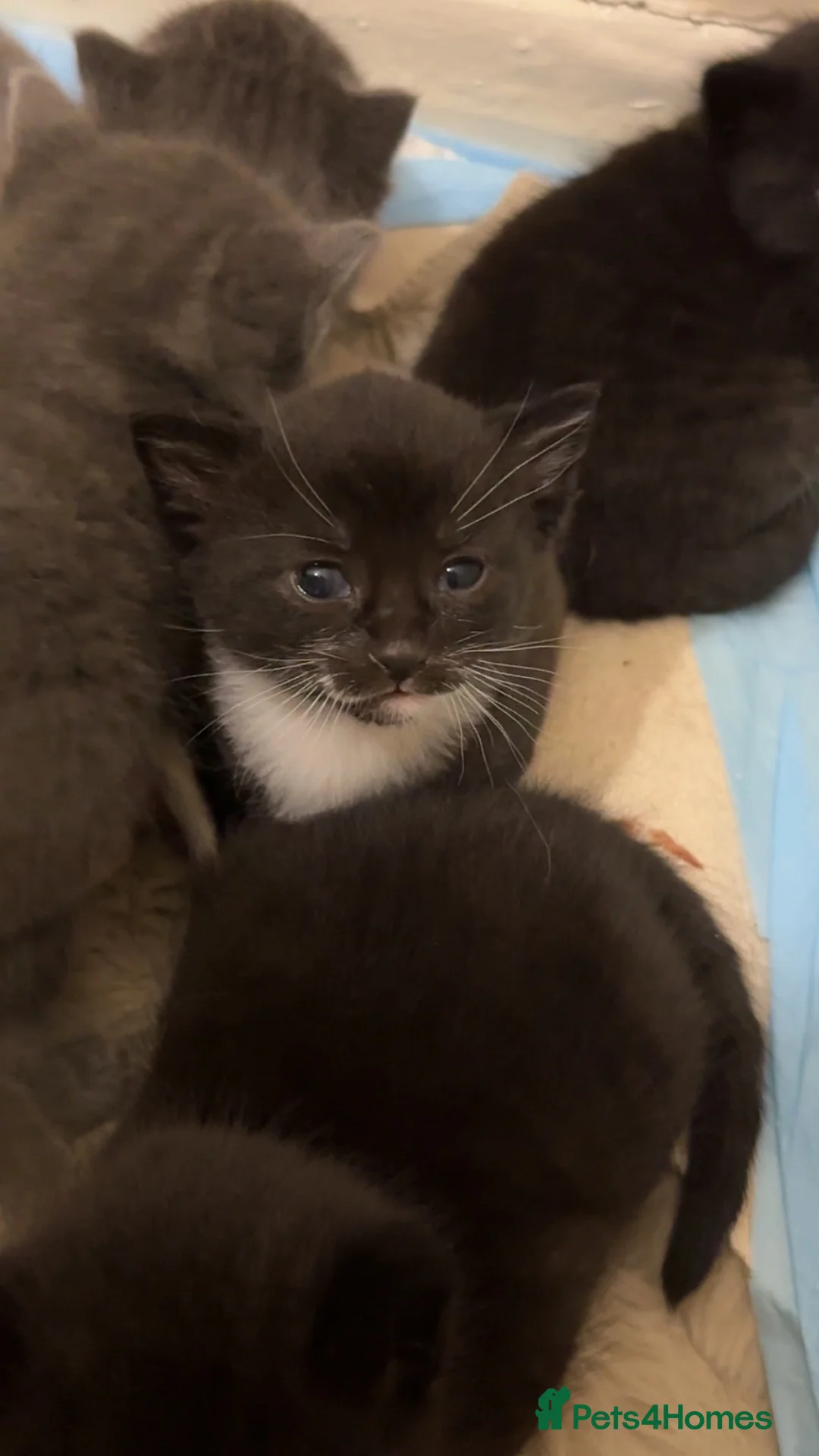 Mixed Breed cats for sale: 5 beautiful grey/black/white kittens in London - Advert 2