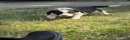 Border Collie dogs for sale: Border collie puppies  - Advert 4