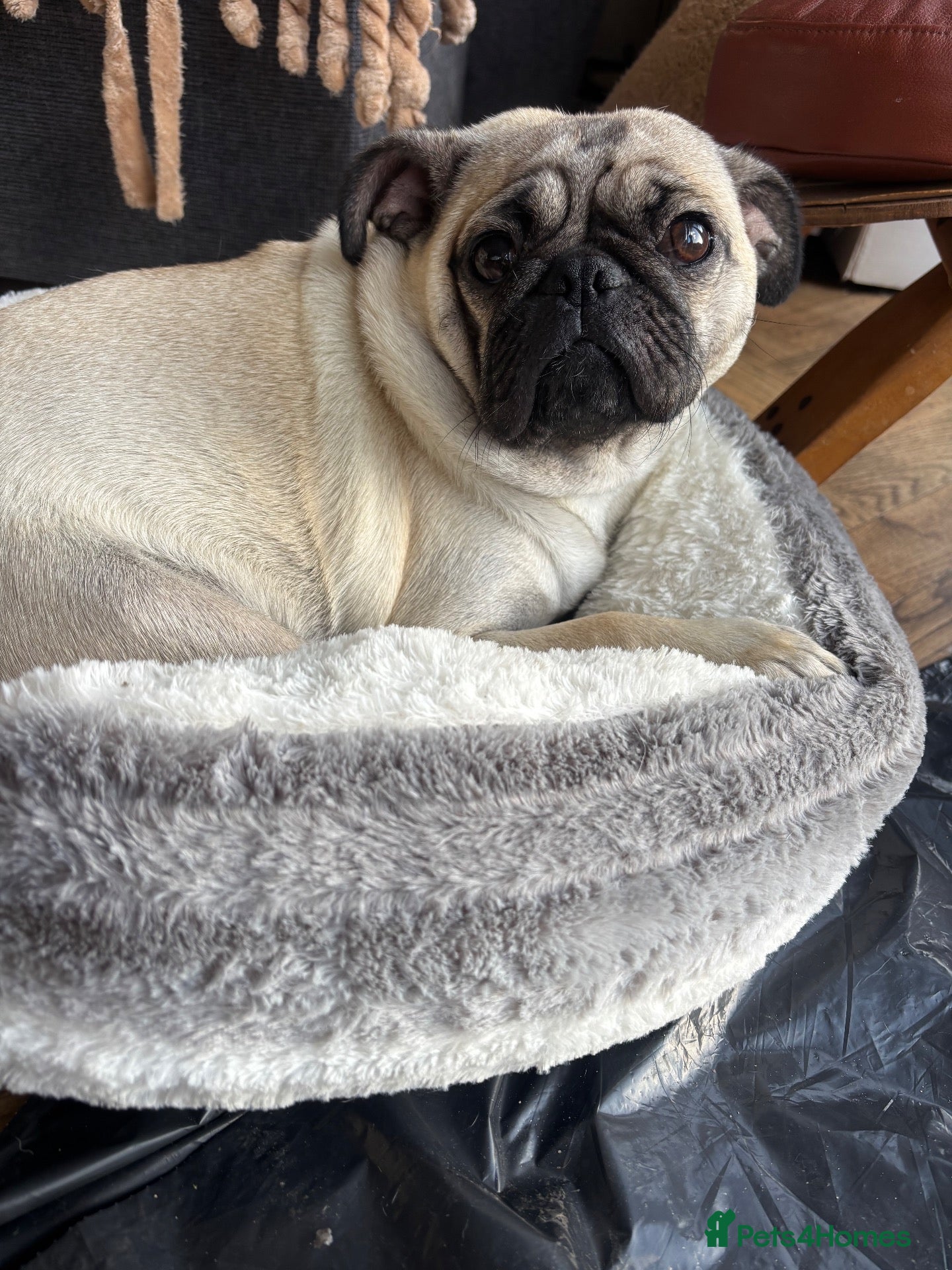 Pug dogs 🐾 Stunning Pug puppies 🐾 - Advert 10