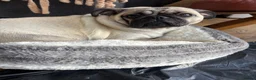 Pug dogs for sale: 🐾 Stunning Pug puppies 🐾 in Wigan - Advert 1