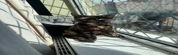 Mixed Breed cats for sale: Cats for free - Advert 2