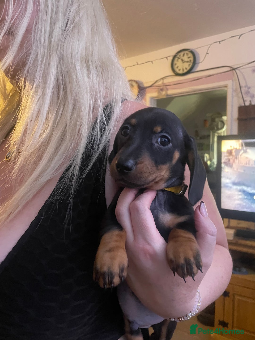 Dachshund dogs for sale: Beautiful dachshund puppies ready now - Image 5