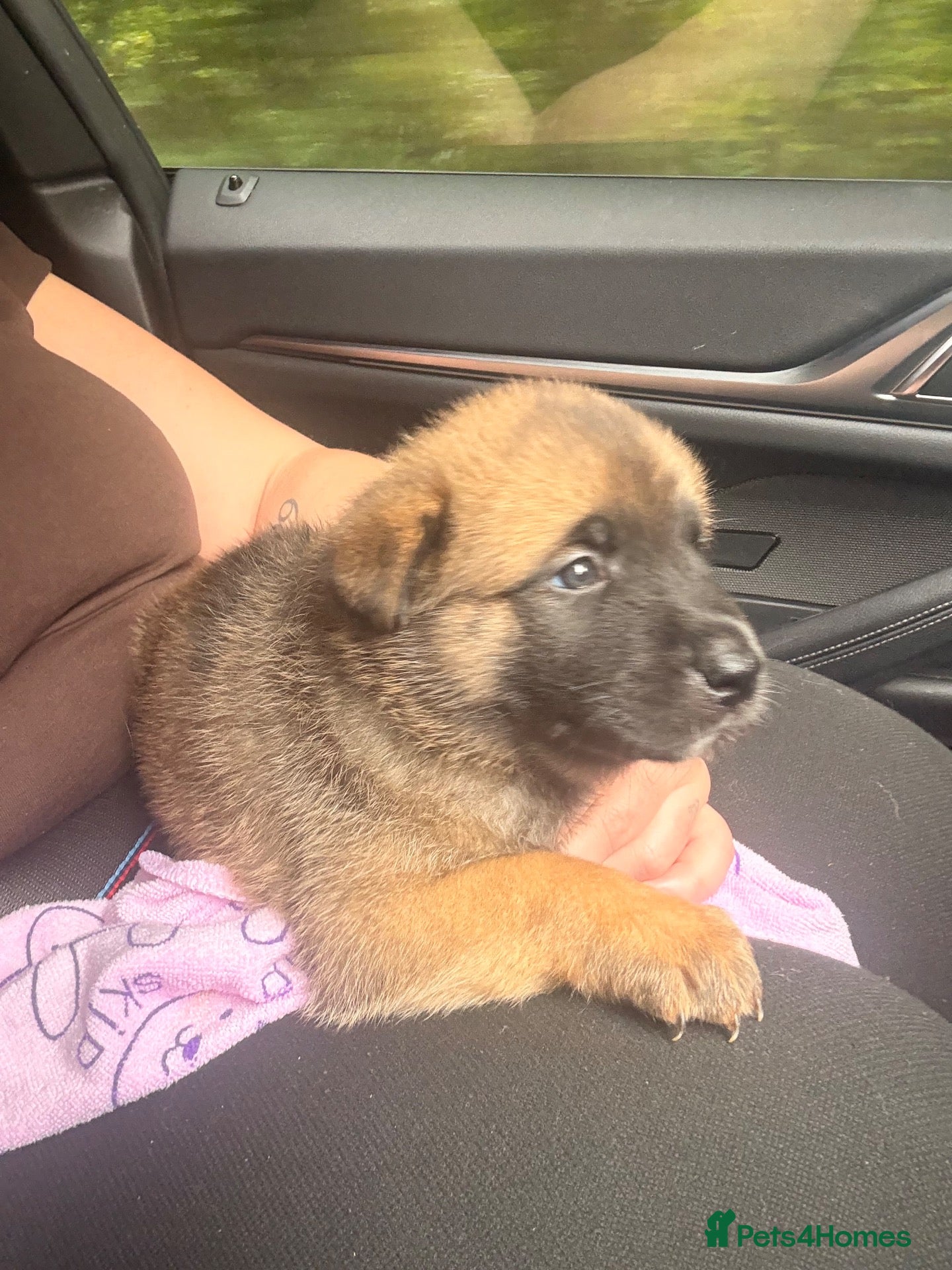 Mixed Breed dogs Rottweiler x American Akita Puppies - READY 30/09 - Advert 2