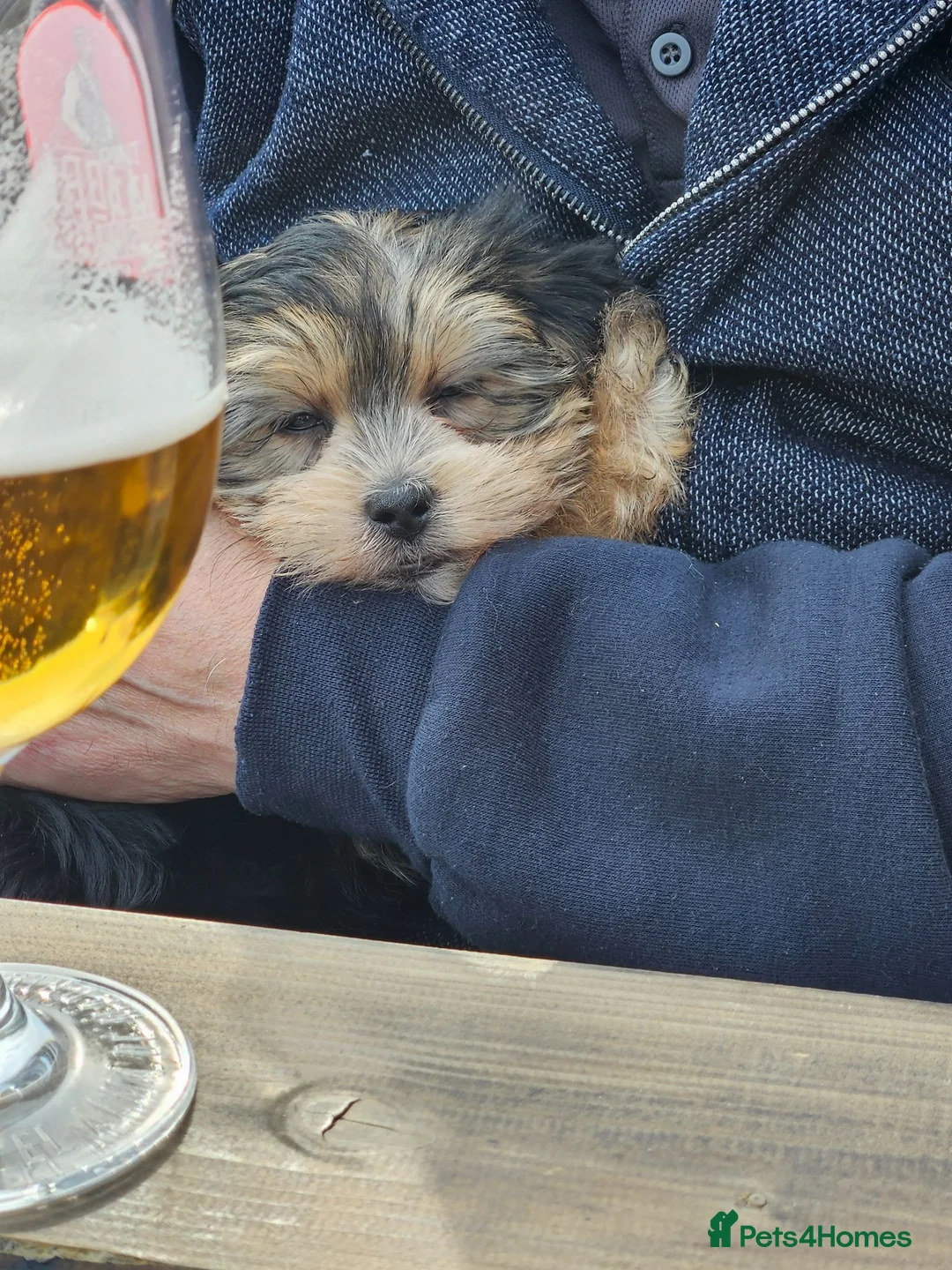 Morkie dogs for sale: Indi.  - Advert 2