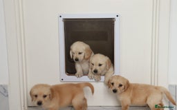 Mixed Breed dogs for sale: Dakota Sport Retriever Puppies ready 01/10/25 - Image 10