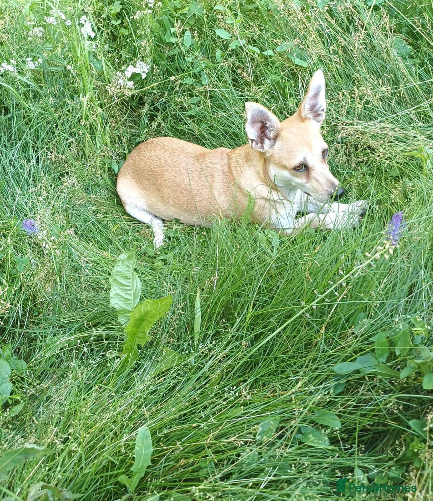 Mixed Breed dogs for adoption: Mimi, 4yrs approx. Available for adoption. - Advert 3