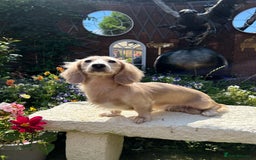 Miniature Dachshund dogs for stud: PROVEN CLEAR CREAM STUD BOY ❄️PRINCE ICE❄️ - Image 5