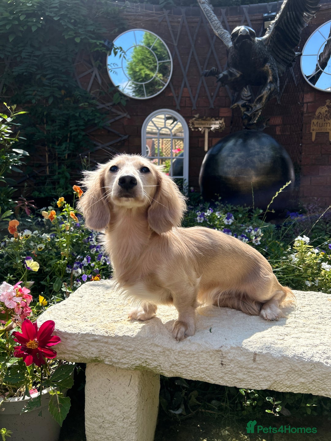 Miniature Dachshund dogs for stud: PROVEN CLEAR CREAM STUD BOY ❄️PRINCE ICE❄️ - Image 5