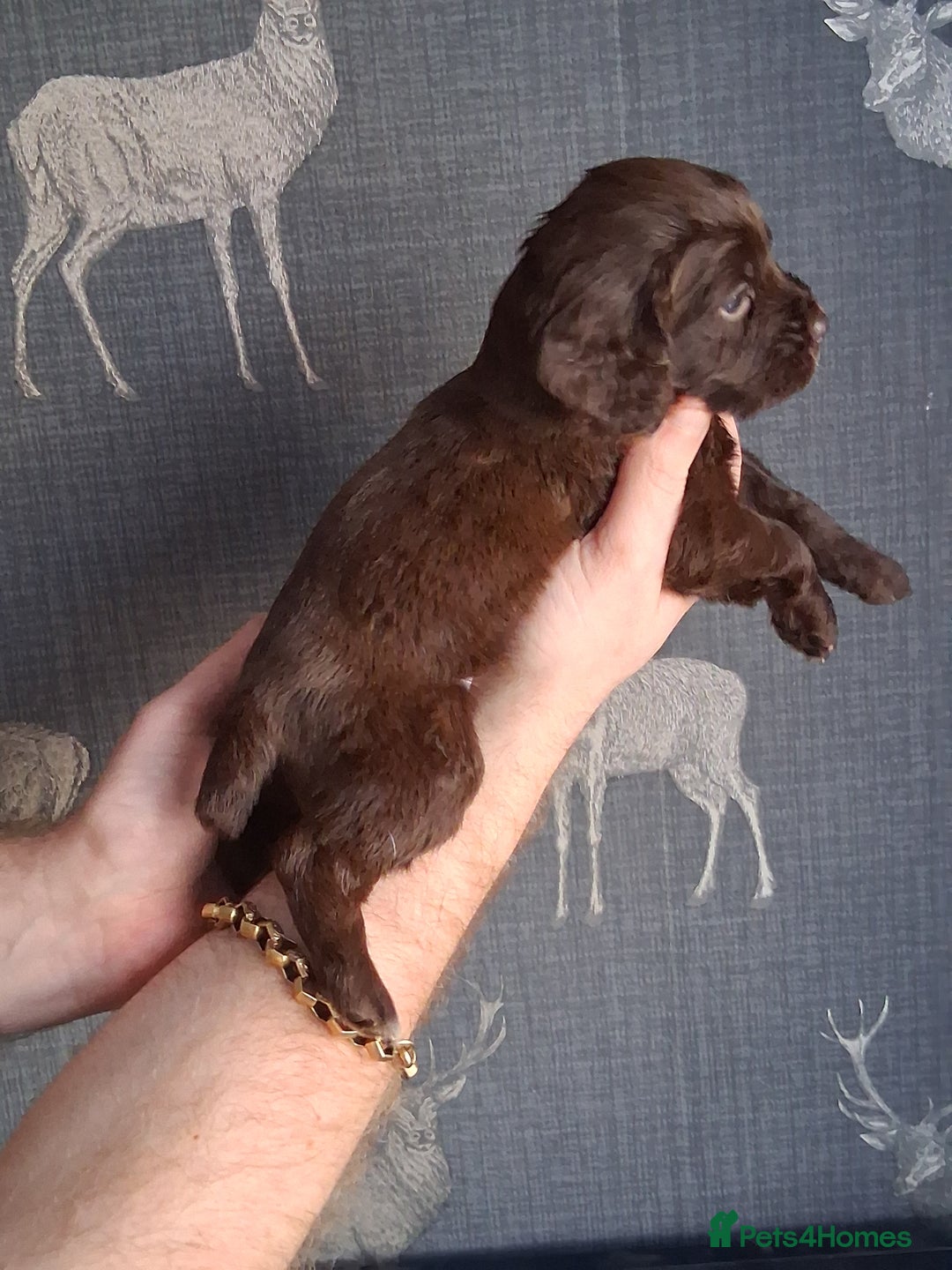 Cocker Spaniel dogs for sale: beautiful working cocker spaniels for sale - Advert 13