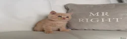 British Shorthair cats for sale: 🌸 BRITISH SHORTHAIR KITTENS 🌸 - Advert 10
