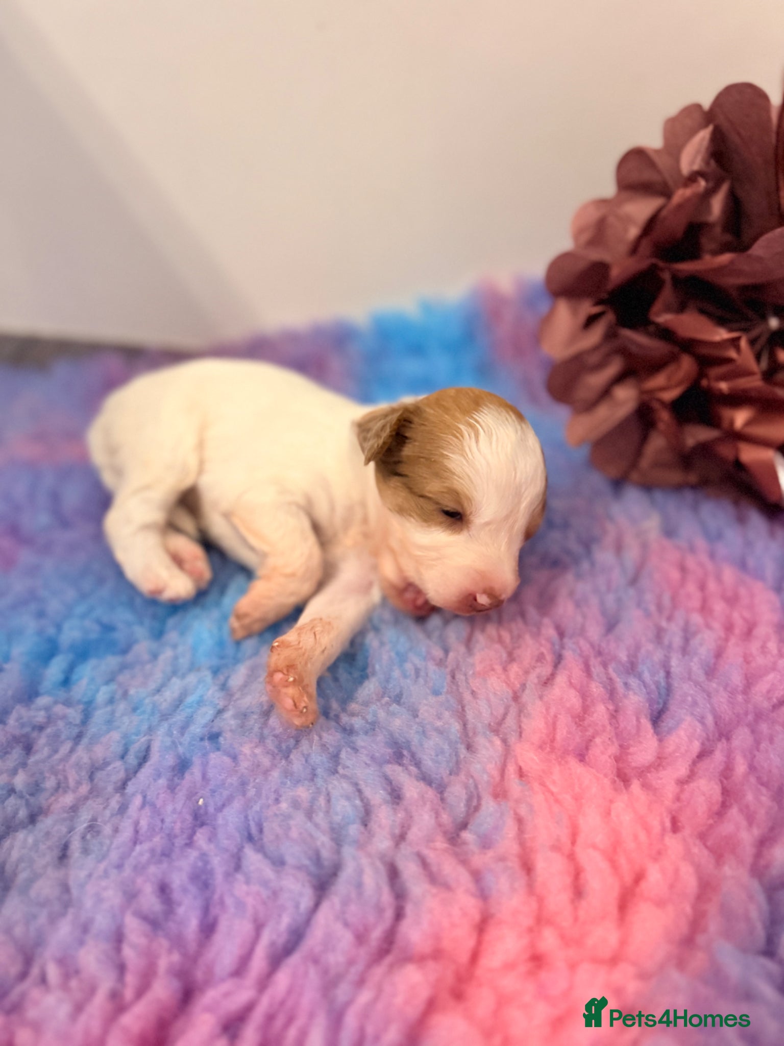 Australian Labradoodle dogs Australian double doodle puppies  - Advert 2