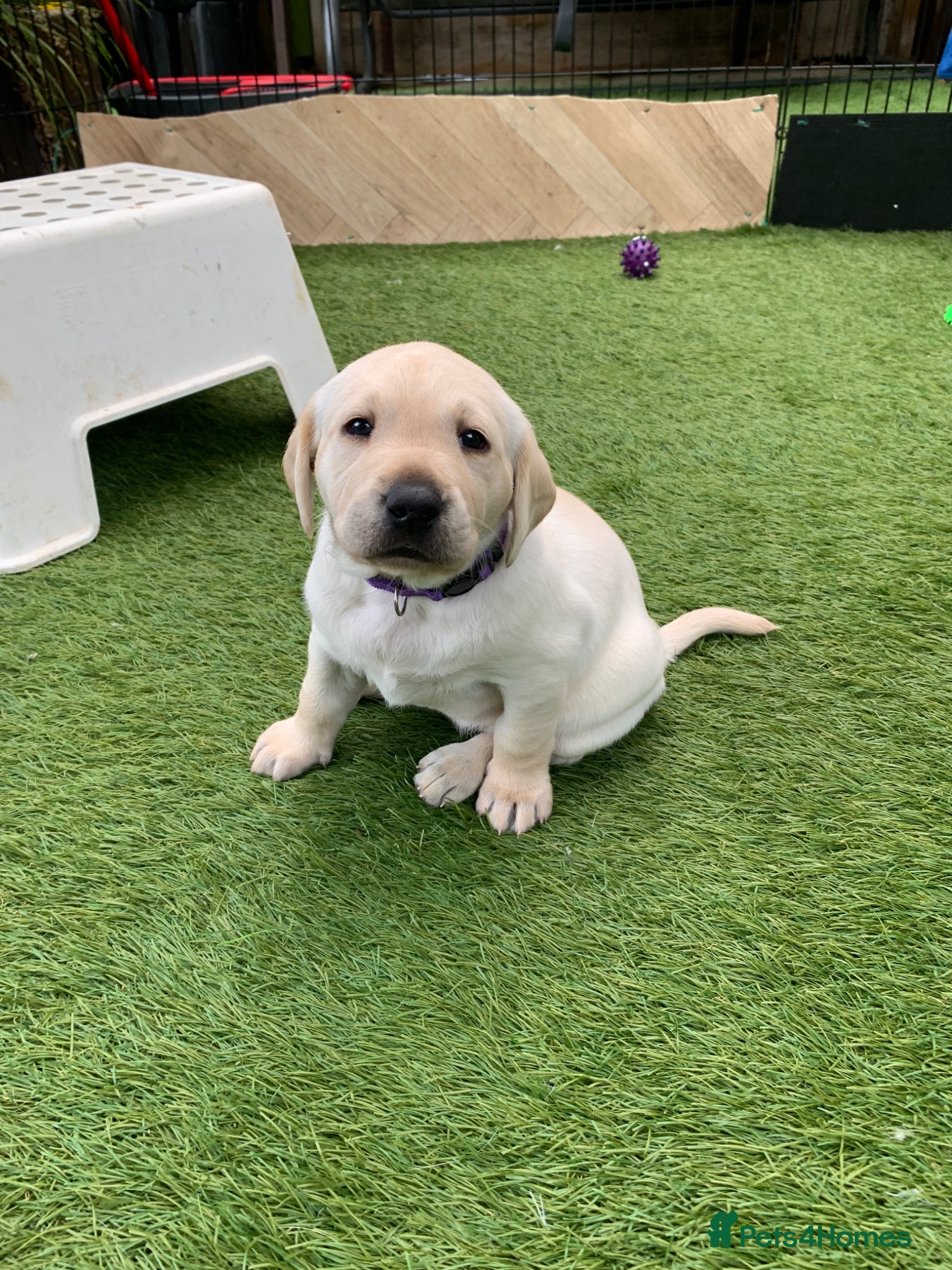 Labrador Retriever dogs for sale: Labrador puppies for sale in Scunthorpe - Advert 6