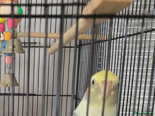 Cockatiels birds baby cockatiel - Advert 13