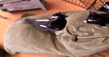 Mixed Breed cats - Advert 14