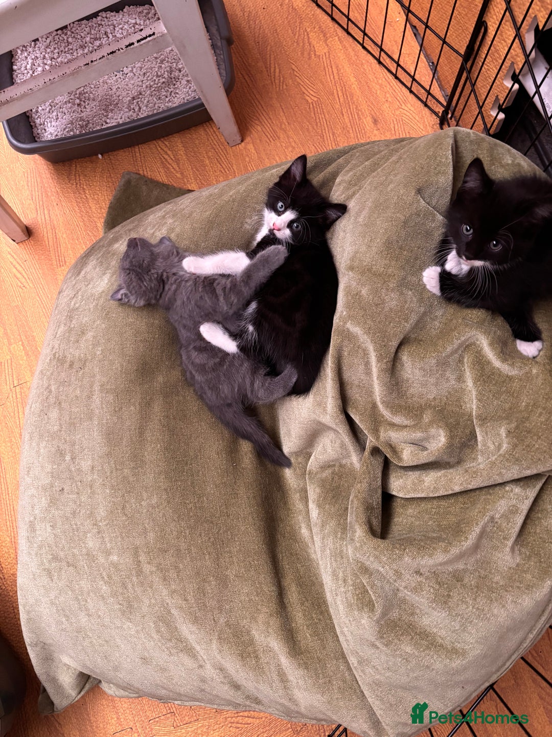 Mixed Breed cats for sale: 4 beautiful kittens ready now - Image 2